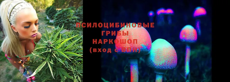 Псилоцибиновые грибы Cubensis  где можно купить   Иркутск 